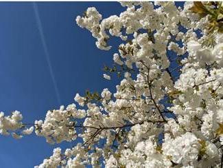 Blossom Watch Day is on Saturday