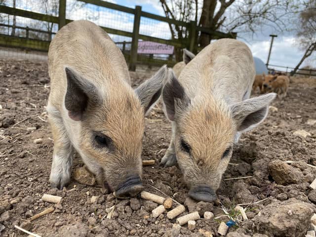 Mangalitsa Piglets at ZSL Whipsnade Zoo