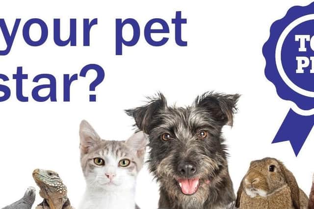 Top Pet competition launches today
