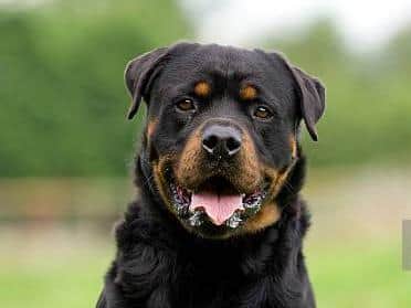 Rottweiler. Photo: Getty Images