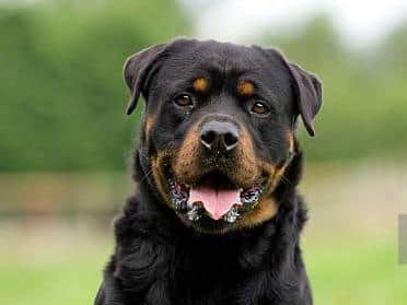 Police have been hunting the Rottweilers