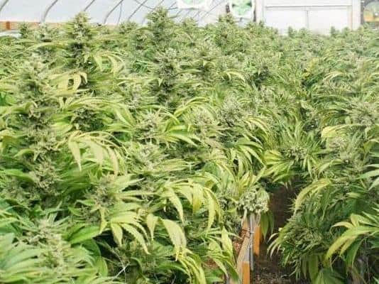 Around 3,000 cannabis plants were discovered
