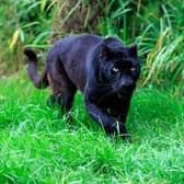 The creature resembled a panther