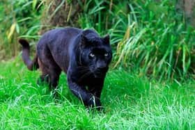 The creature resembled a panther