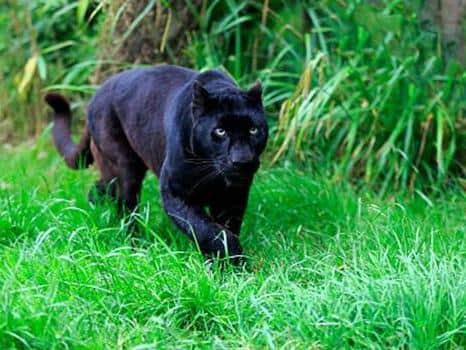 The creature resembled a panther