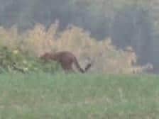 The 'Wildcat of Warwickshire' has been widely reported. Photo: Facebook