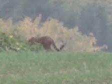 The 'Wildcat of Warwickshire' has been widely reported. Photo: Facebook