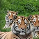 Makari Czar and Dmitri at ZSL Whipsnade Zoo on May 12, 2020