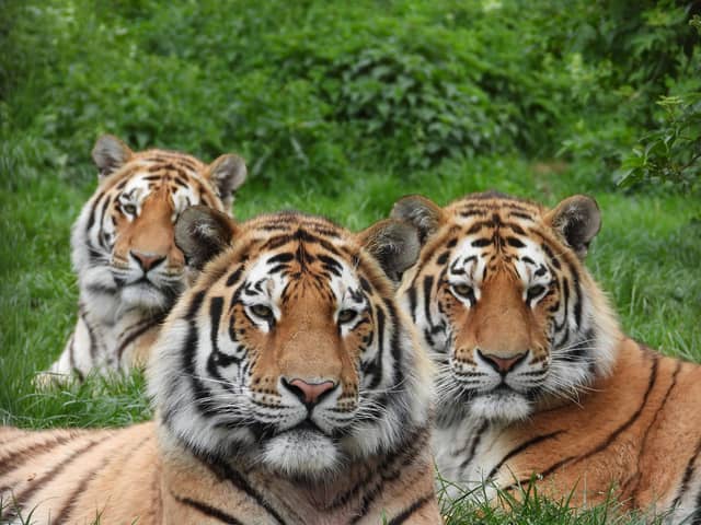 Makari Czar and Dmitri at ZSL Whipsnade Zoo on May 12, 2020