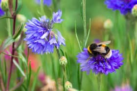 World Bee Day is on May 20