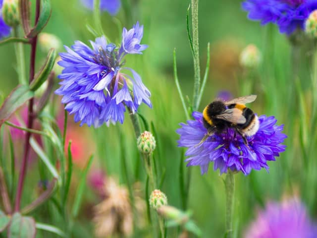 World Bee Day is on May 20