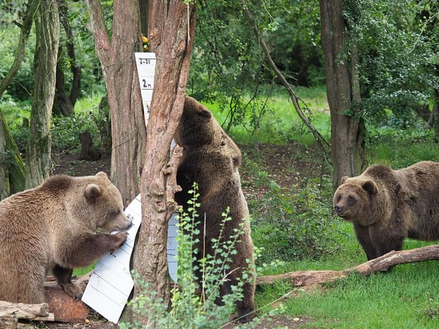 Brown Bears at Whipsnade Zoo (Archive Image/Whipsnade Zoo)