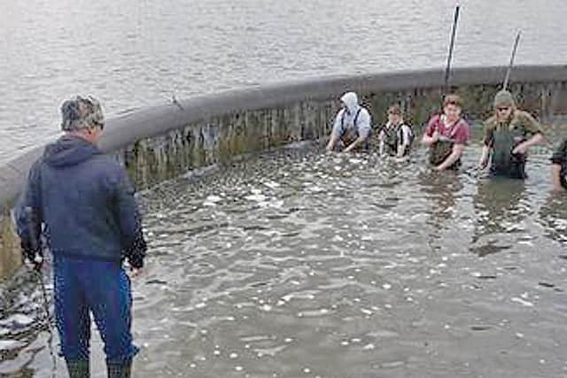 Volunteers rescuing trapped fish