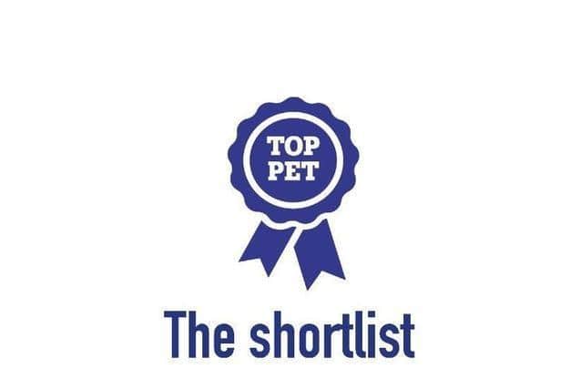 Vote for your favourite shortlisted pet