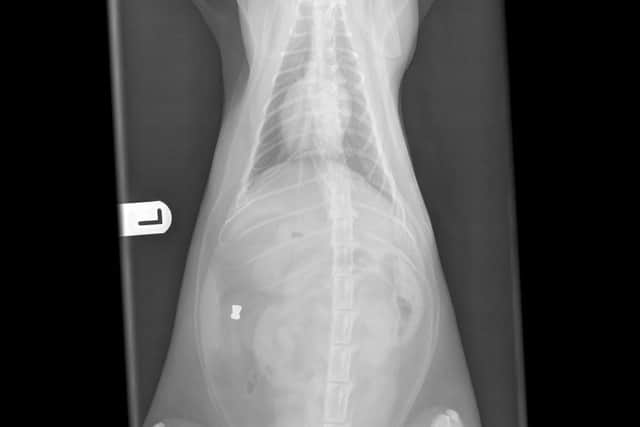 An x-ray showed the pellet lodged in Myrtle's kidney fat