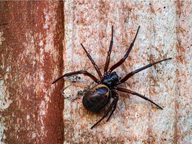 A false widow spider
