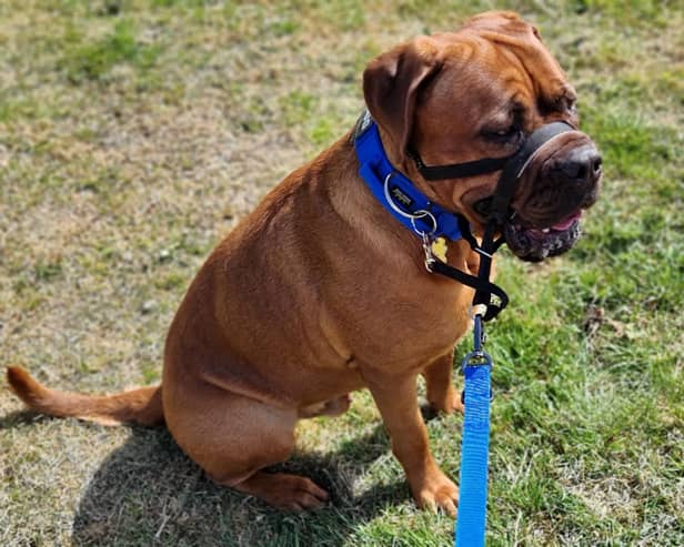 Balor, Milton Keynes Top Pet 2021