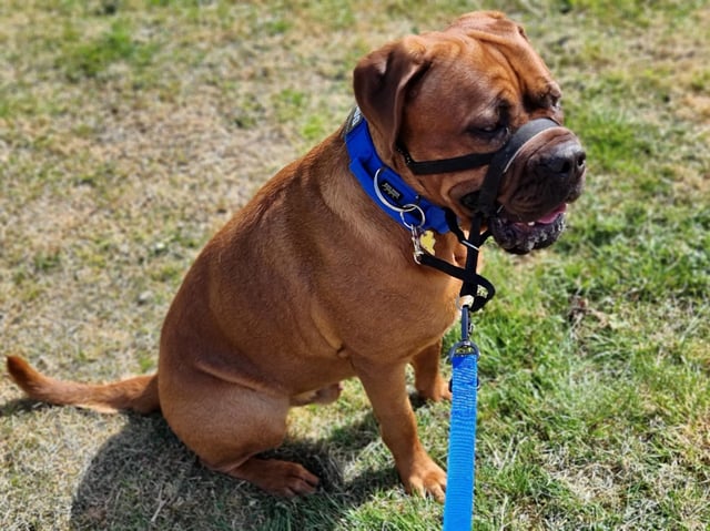Balor, Milton Keynes Top Pet 2021