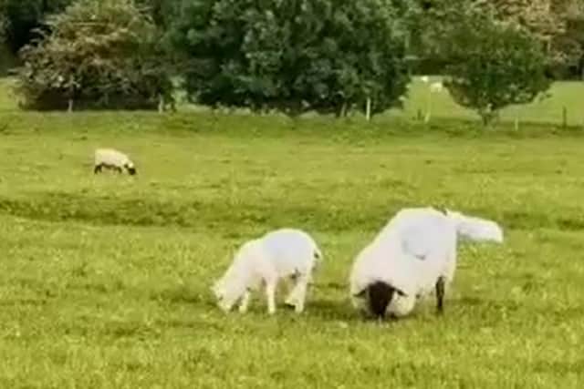 This poor sheep is bent over in pain as she tries to graze