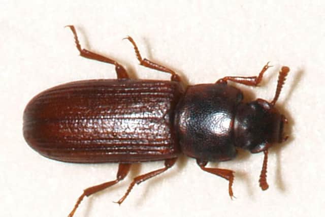 A biscuit beetle, sometimes known as a flour beetle