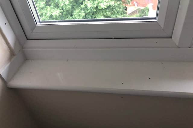 Minutes after cleaning a windowsill, the bugs are back