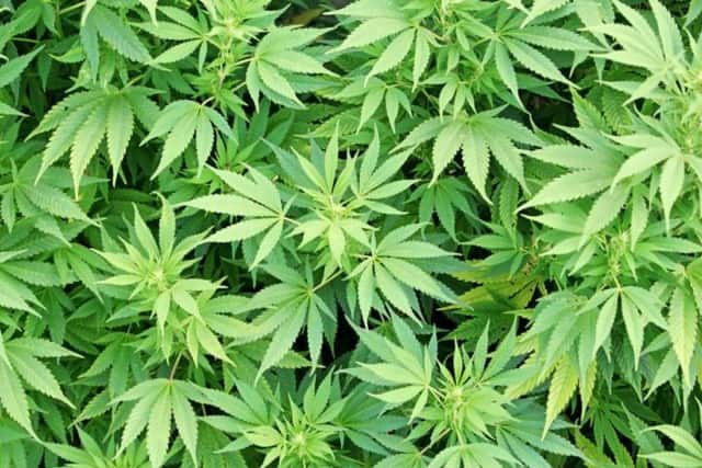 Police found a cannabis factory