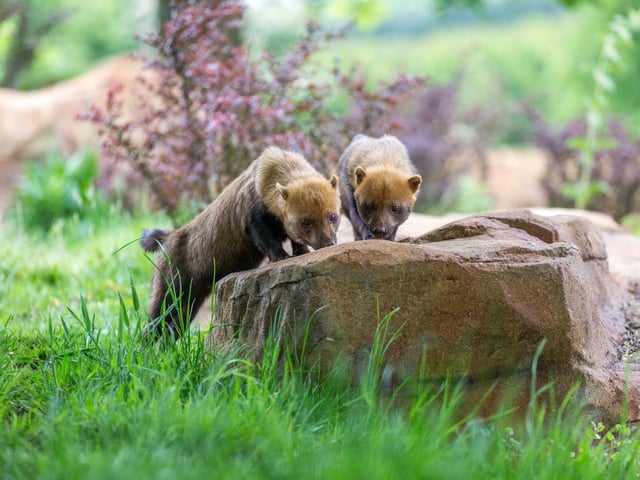 Woburn Safari Park welcomes new bush dogs to the family