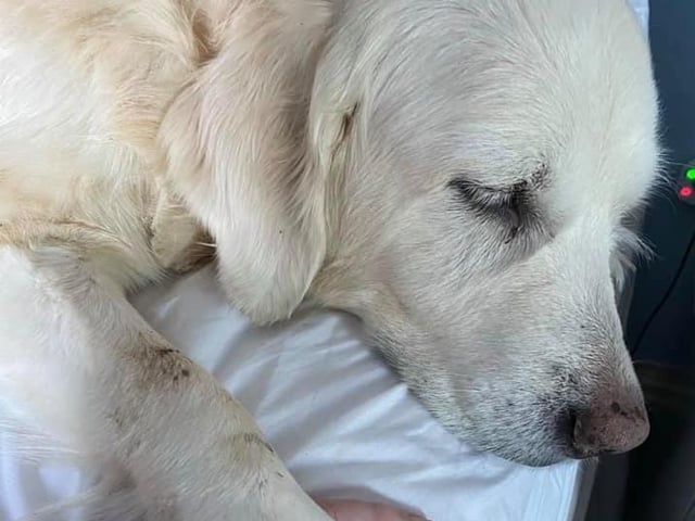 Have you seen Willow?