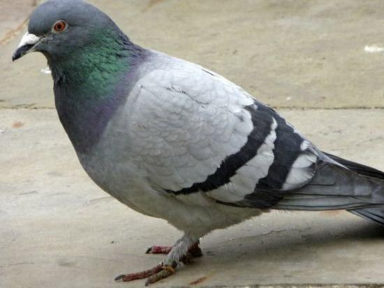 The pigeon was freed by firefighters