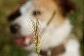 Grass seeds stock image