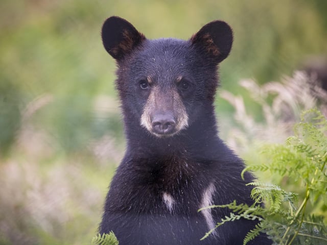 Denver - the newest North American black bear cub at Woburn Safari Park