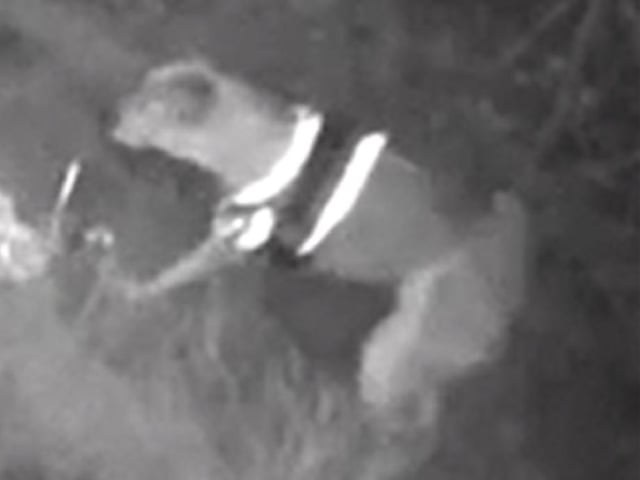 The dog on CCTV