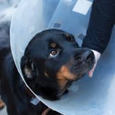 The RSPCA gets around 84,000 calls to its cruelty line every month and around 1,500 of those are about intentional cruelty