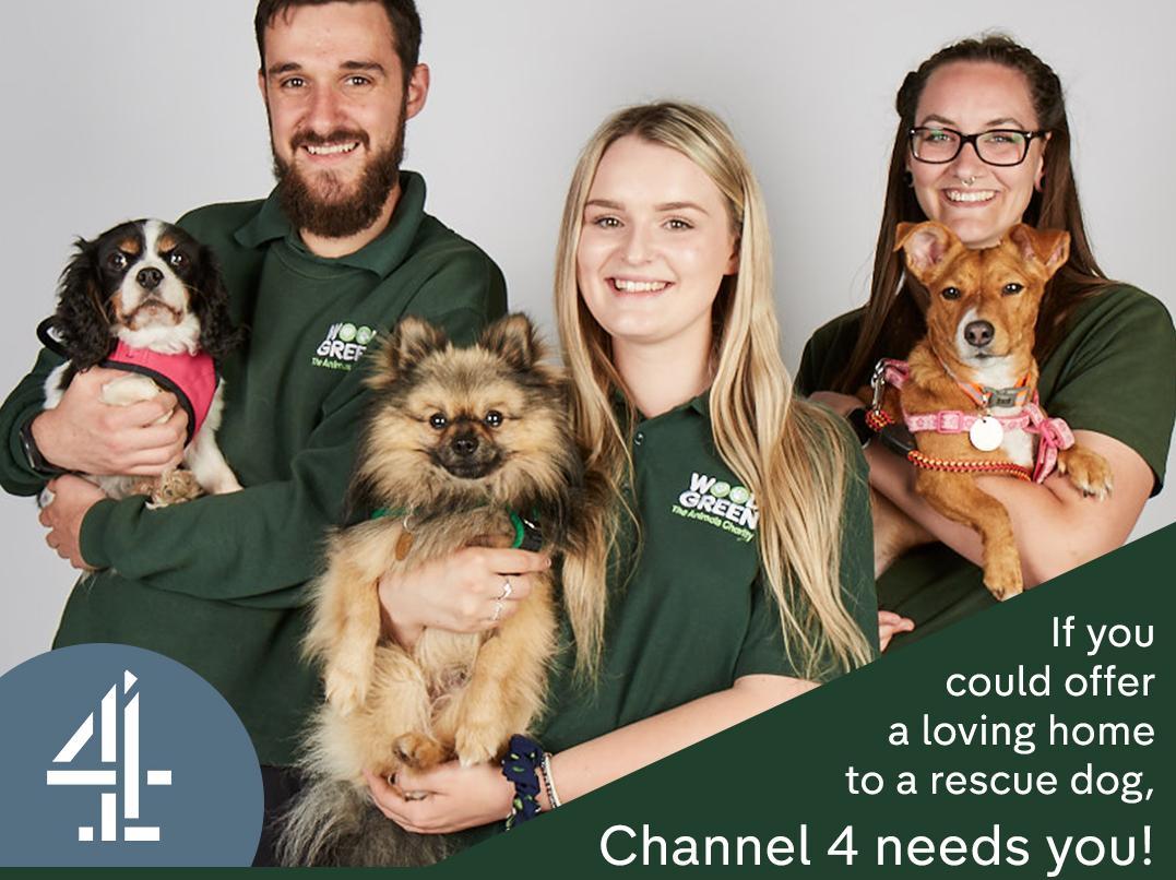 Animal house dog sales rescue