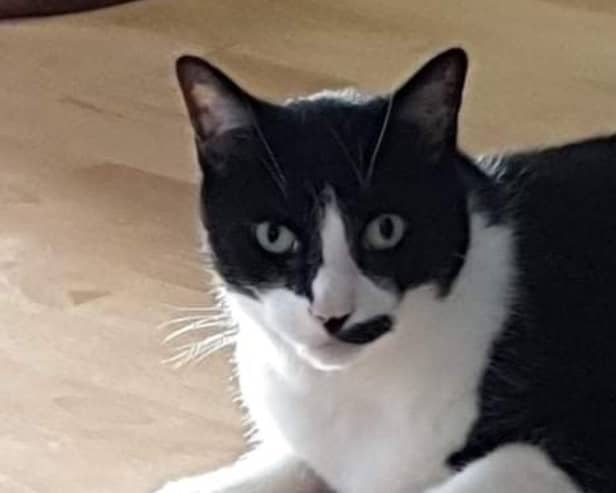 Widget the Amersham cat