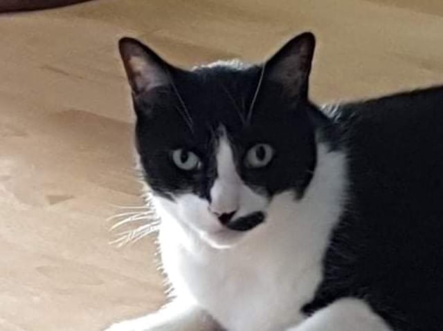 Widget the Amersham cat