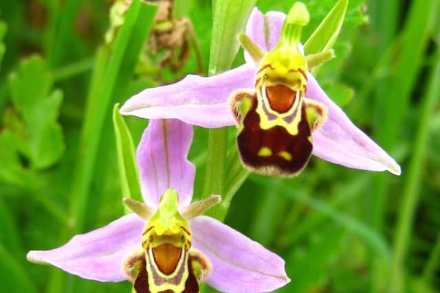 Bee orchids are making a comeback in Milton Keynes