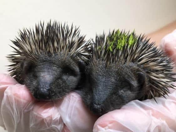These baby hoglets were rescued