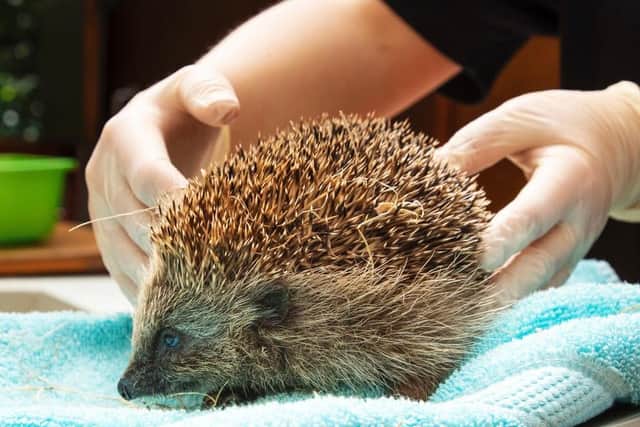 A rescued hedgehog is checked over