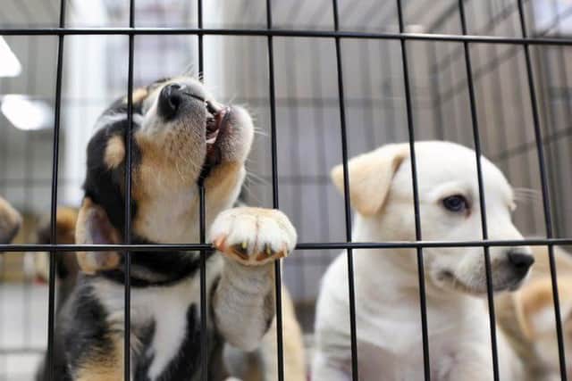 14 people face charges involving illegal puppy smuggling