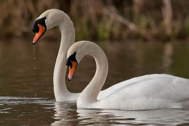 The swan was found near Willen Lake