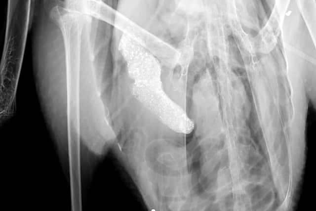An X-ray showed it had been shot numerous times