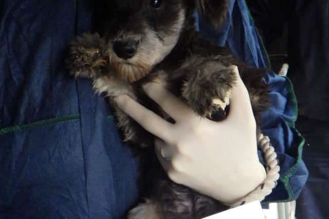 One of the rescued pups