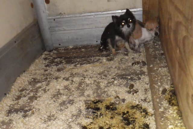 Two of the filthy and terrified puppies
