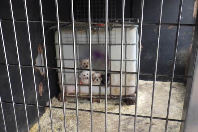 These poorly puppies were seized