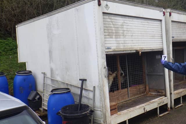 This is what the puppies were shipped in
