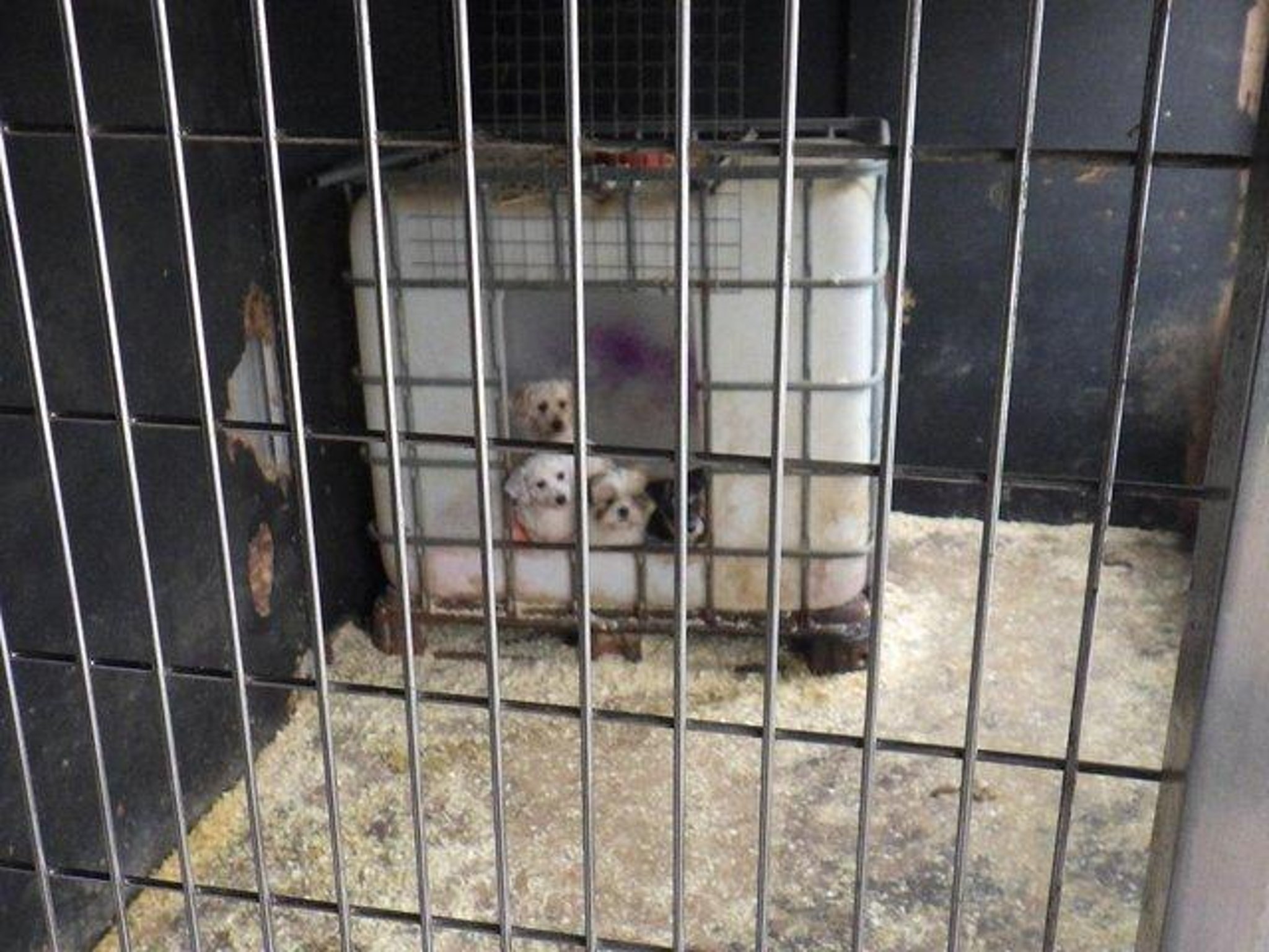 Rspca Looking To Rehome 6 Dogs Rescued From Milton Keynes Puppy Smuggling Ring Milton Keynes Citizen Rspca Looking To Rehome 6 Dogs Rescued From Milton Keynes Puppy Smuggling Ring Milton Keynes Citizen