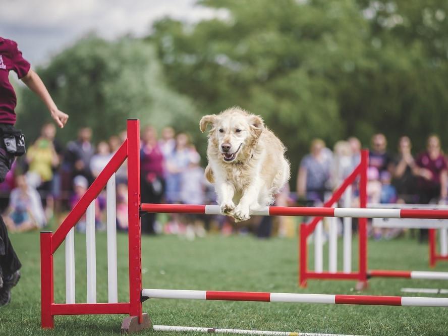 Dog best sale trainer milton