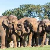 The five Asian elephants at the park enjoy a 6,000 square metre meadow (C) Woburn Safari Park