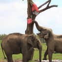 Elephants at Whipsnade Zoo shower themselves with confetti as they play with the pinatas from the elephant keepers (C) ZSL